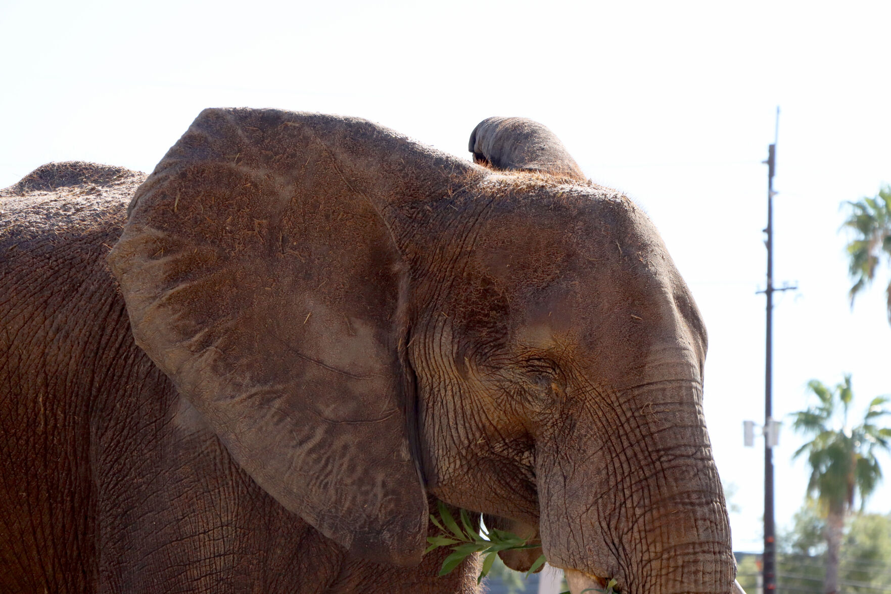Tsavo
